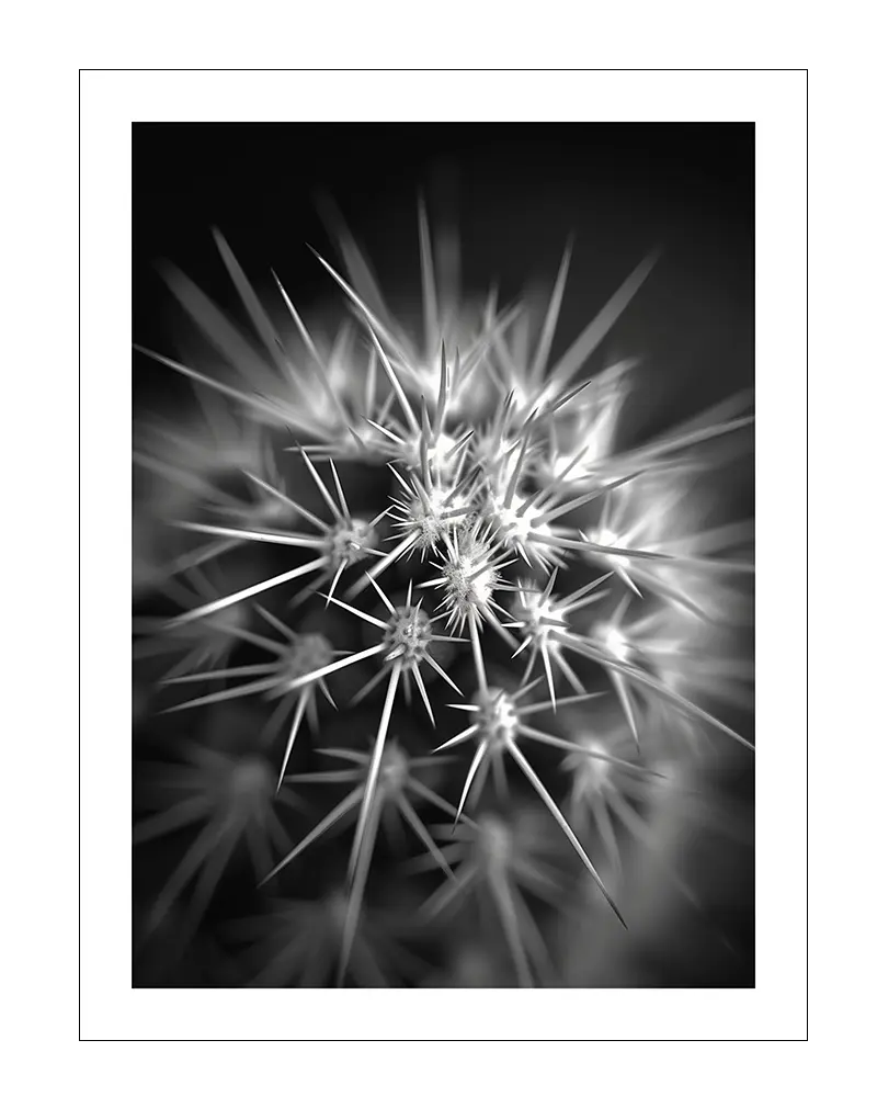 Black and white close-up photography of a cactus with sharp spines, creating a striking contrast and modern aesthetic. This cactus wall art poster adds a minimalistic yet bold touch to any space, perfect for nature and monochrome lovers