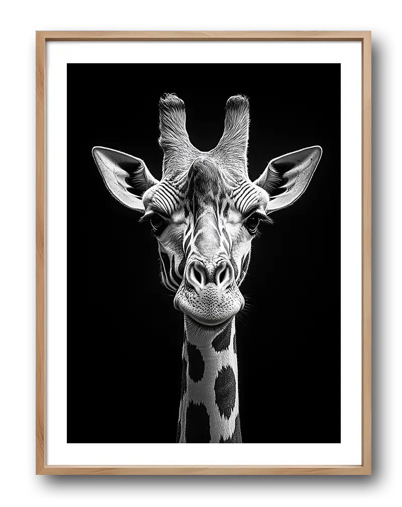 A stunning black and white portrait of a giraffe, capturing its unique facial features and elegant patterns.