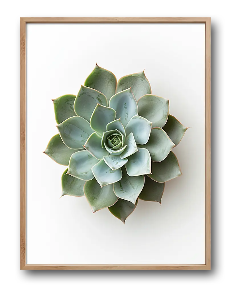 A detailed close-up of a succulent plant with soft green leaves arranged in a perfect rosette. This botanical wall art is perfect for adding a fresh and calming touch to any space