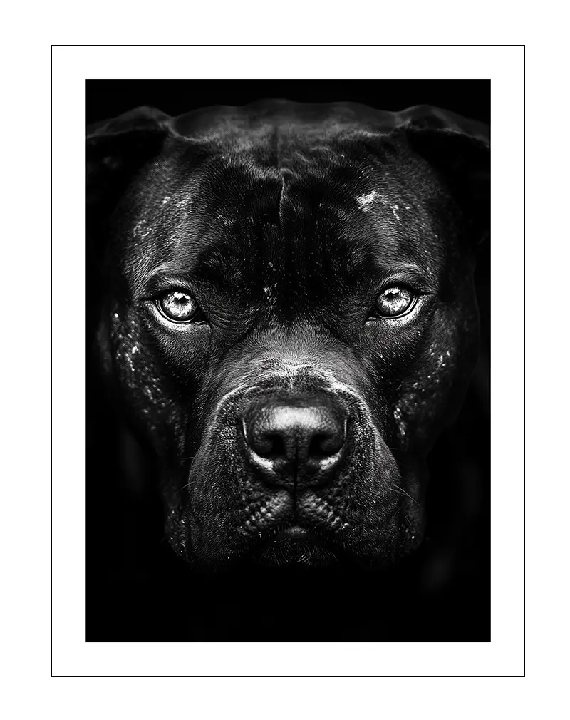 A striking black and white portrait of a dog's face with an intense gaze, highlighting the intricate details of the fur and expression.