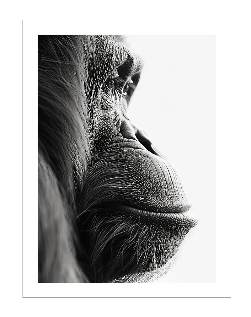 A detailed black and white illustration of an orangutan in a contemplative pose. Perfect wall art for animal lovers, bringing a sense of wisdom and serenity into any space