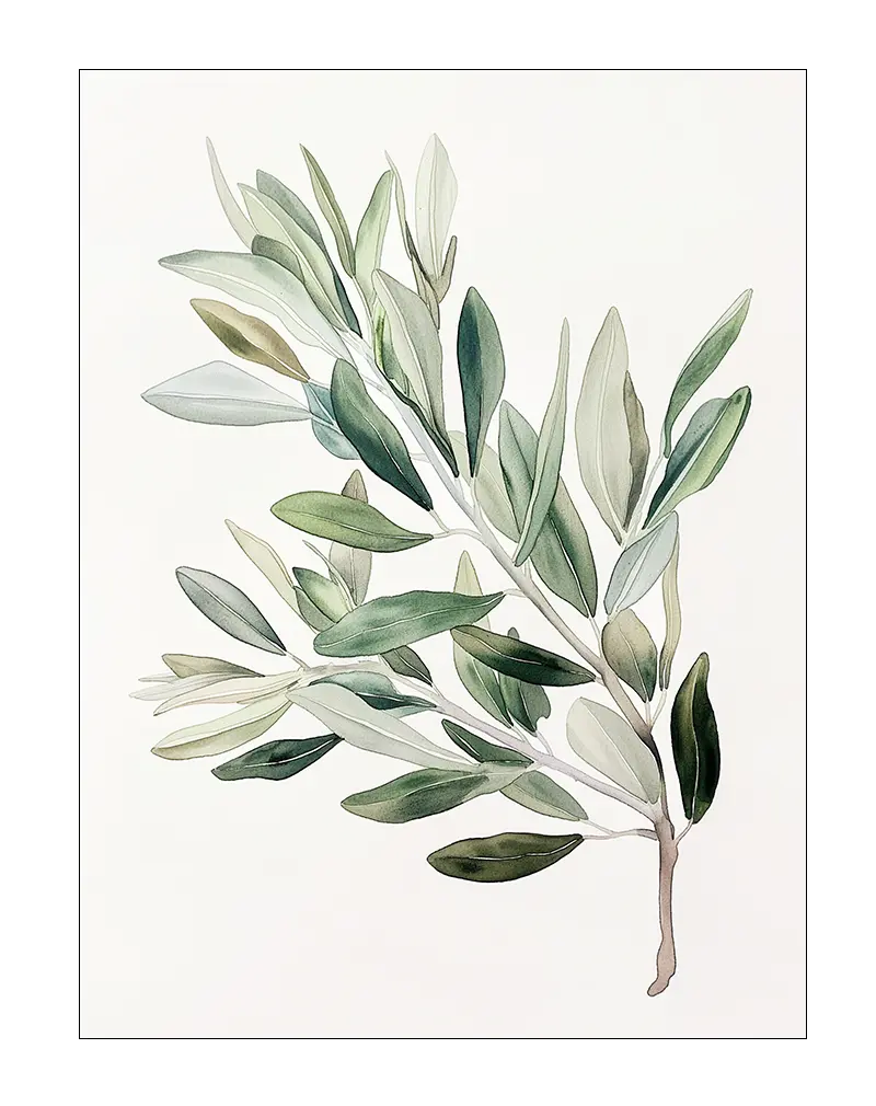 A delicate watercolor illustration of an olive branch with soft green leaves. Perfect wall art for bringing a touch of nature and tranquility into your living space, ideal for minimalist and botanical-themed decor